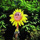 07-daisy face in garden