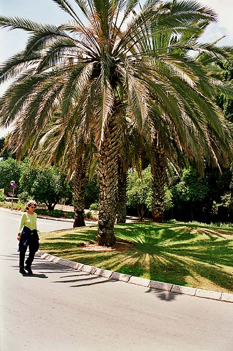 02_palmtreesandwalkerLR