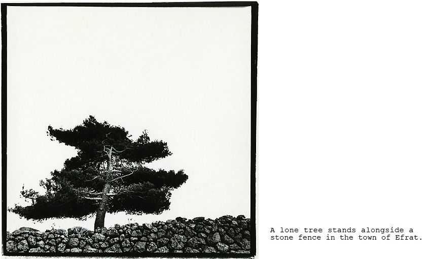 46_lone tree in Efrat