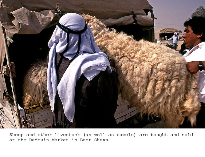 48_loading sheep